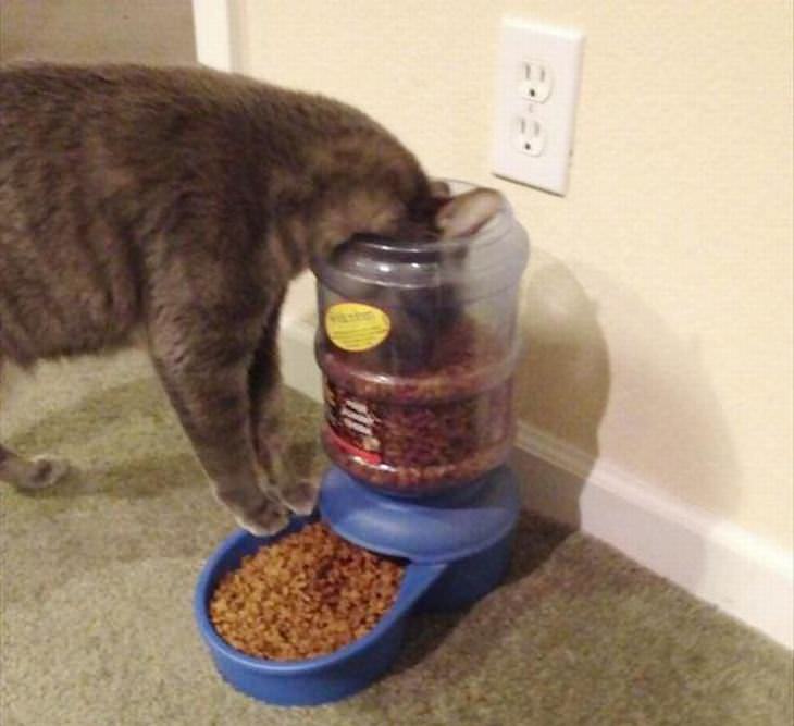 A Misteriosa Lógica dos Gatos